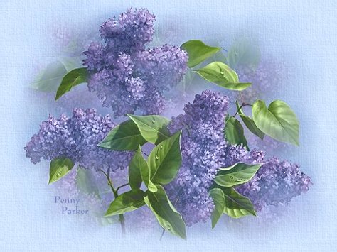 Lilacs graphic for Lilacs in Eternal Bloom