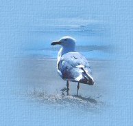 Gull Graphic used for The Prophet Elijah's Mantle